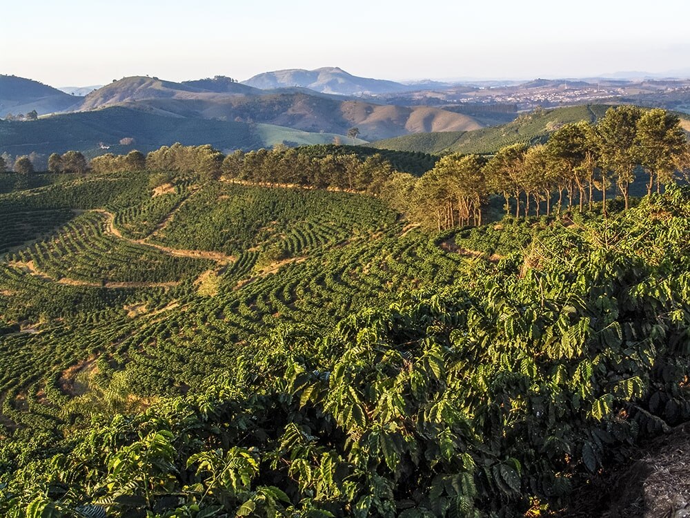 Brazil greenery