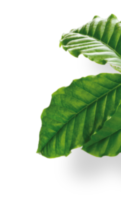 column leaf
