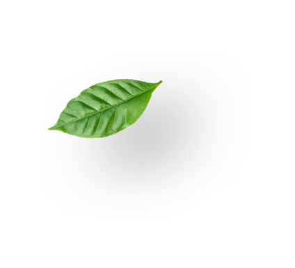 sustainability  leaf0