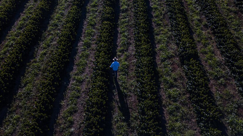  farmer in a field