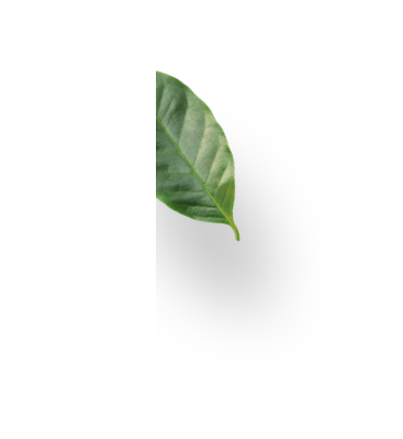 sustenability  leaf 1